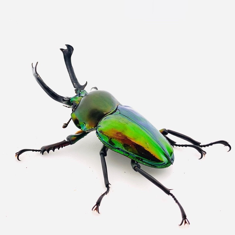 Green Rainbow Stag Beetle (Phalacrognathus muelleri)