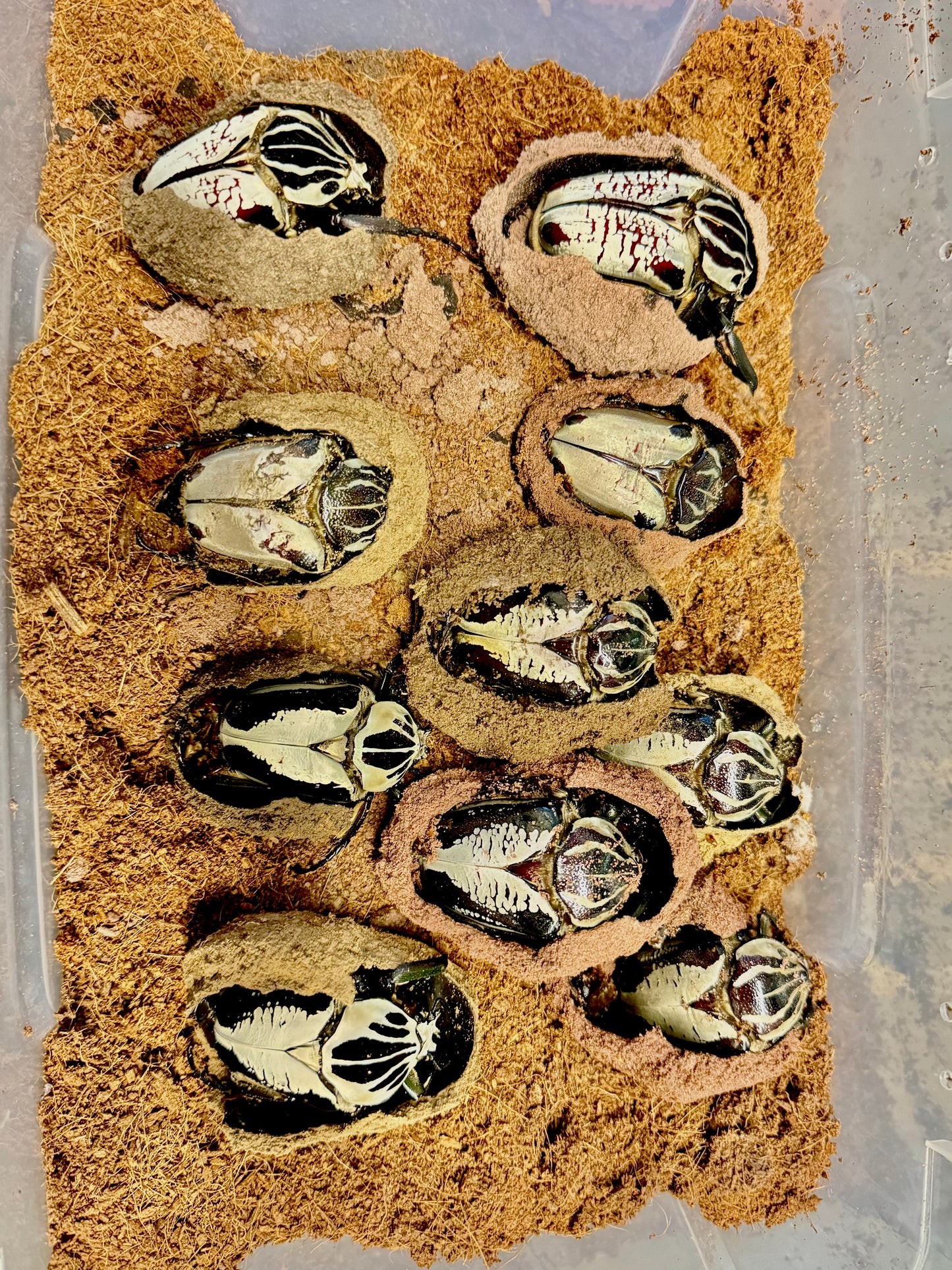 Goliath Beetle Pupation Substrate