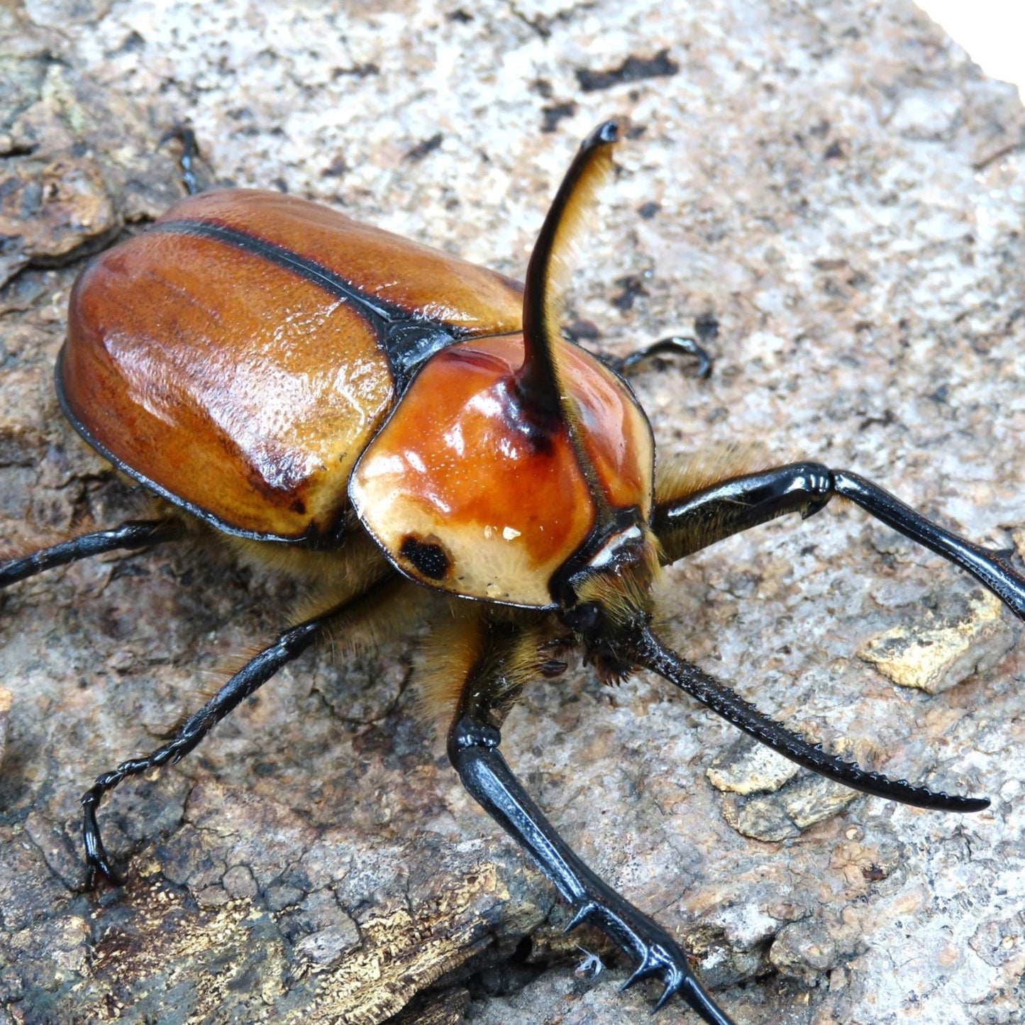 Porter's Rhino Beetle (Golofa porteri)