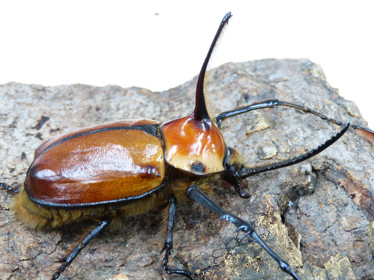 Porter's Rhino Beetle (Golofa porteri)