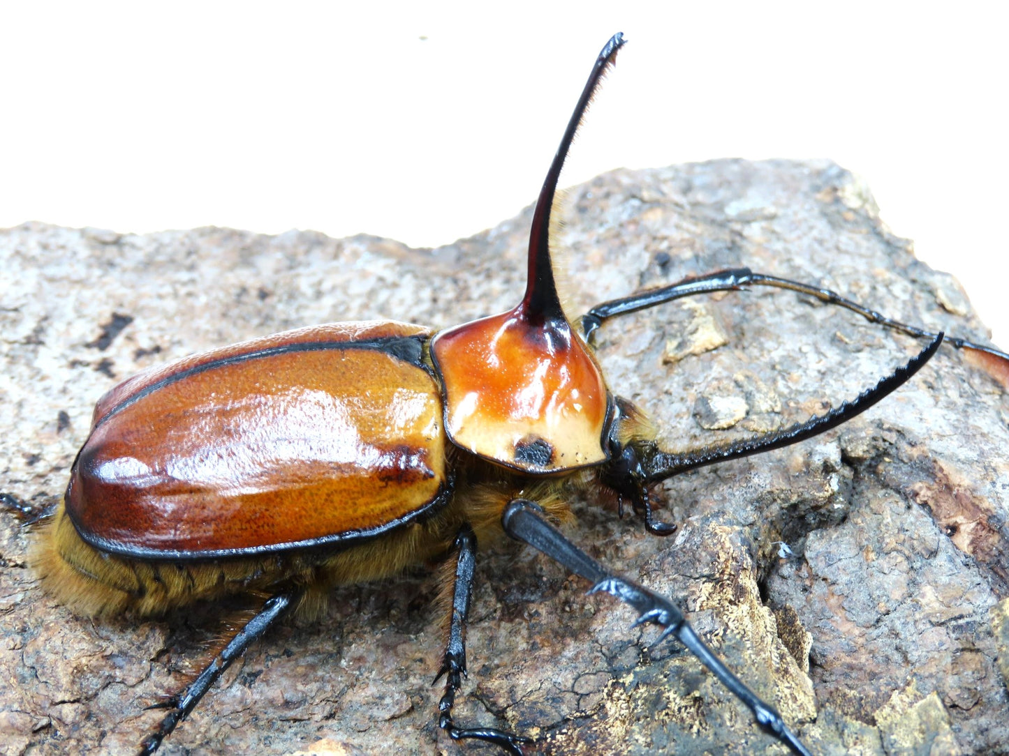 Porter's Rhino Beetle (Golofa porteri)