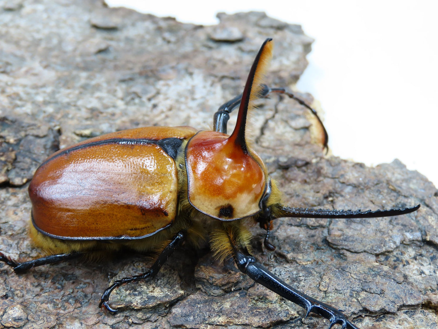 Porter's Rhino Beetle (Golofa porteri)