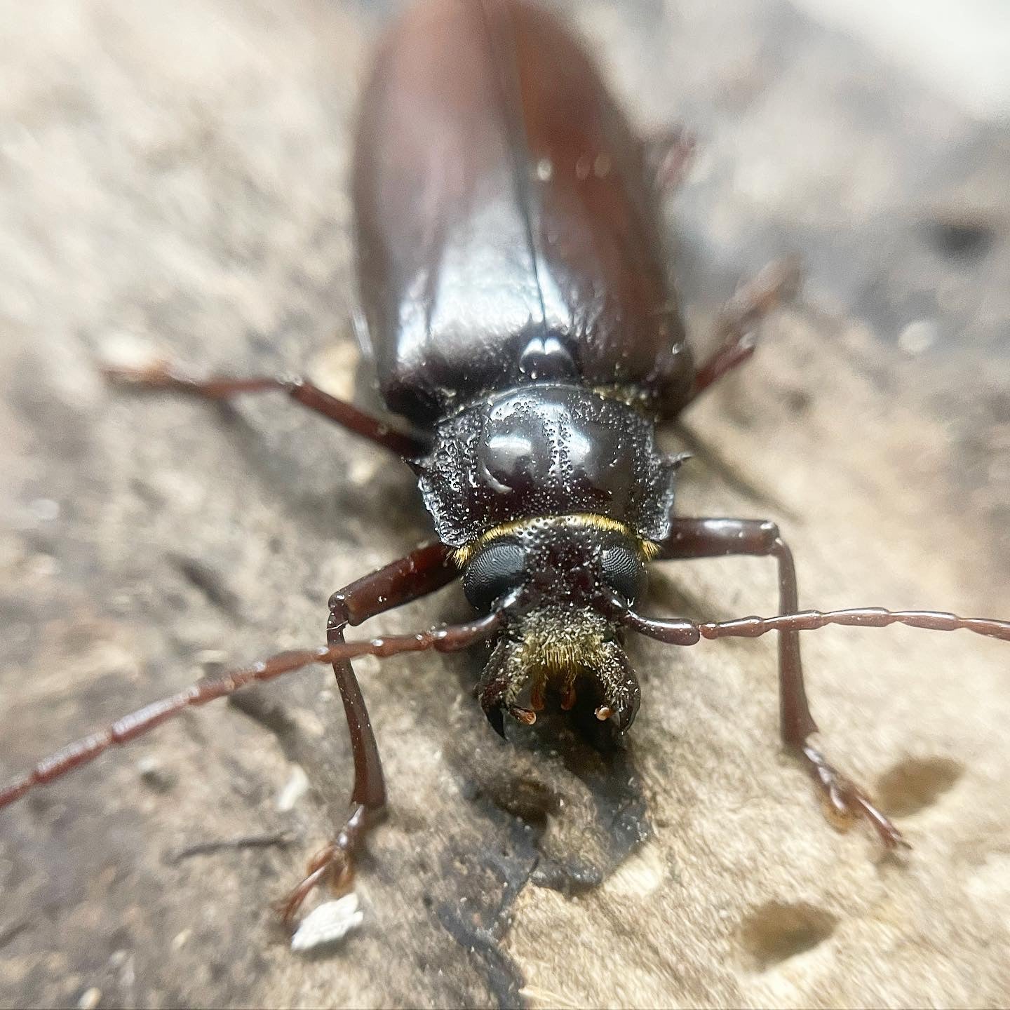 Stenodontes chevrolati