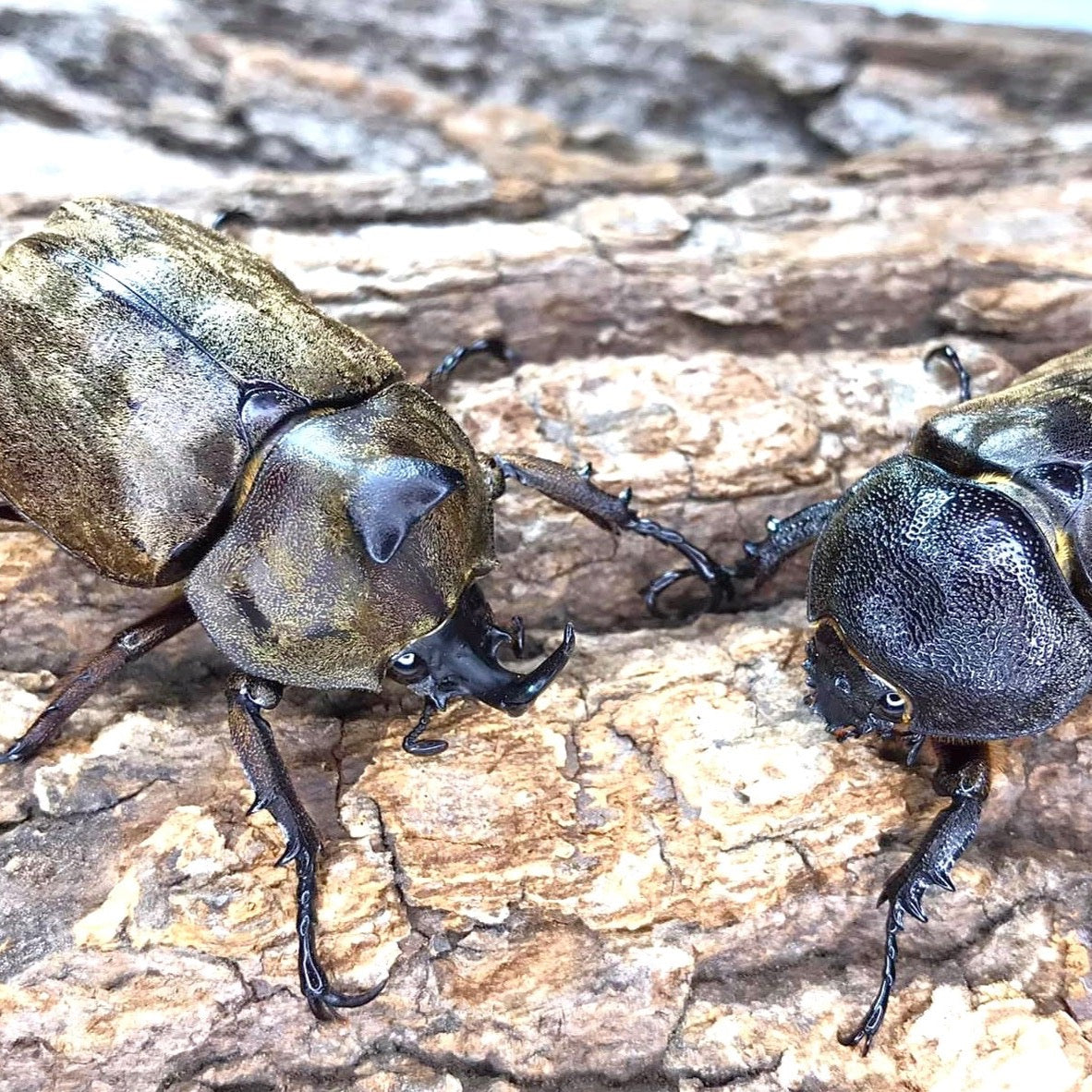 Tempest Rhino Beetle (Allomyrina pfeifferi)