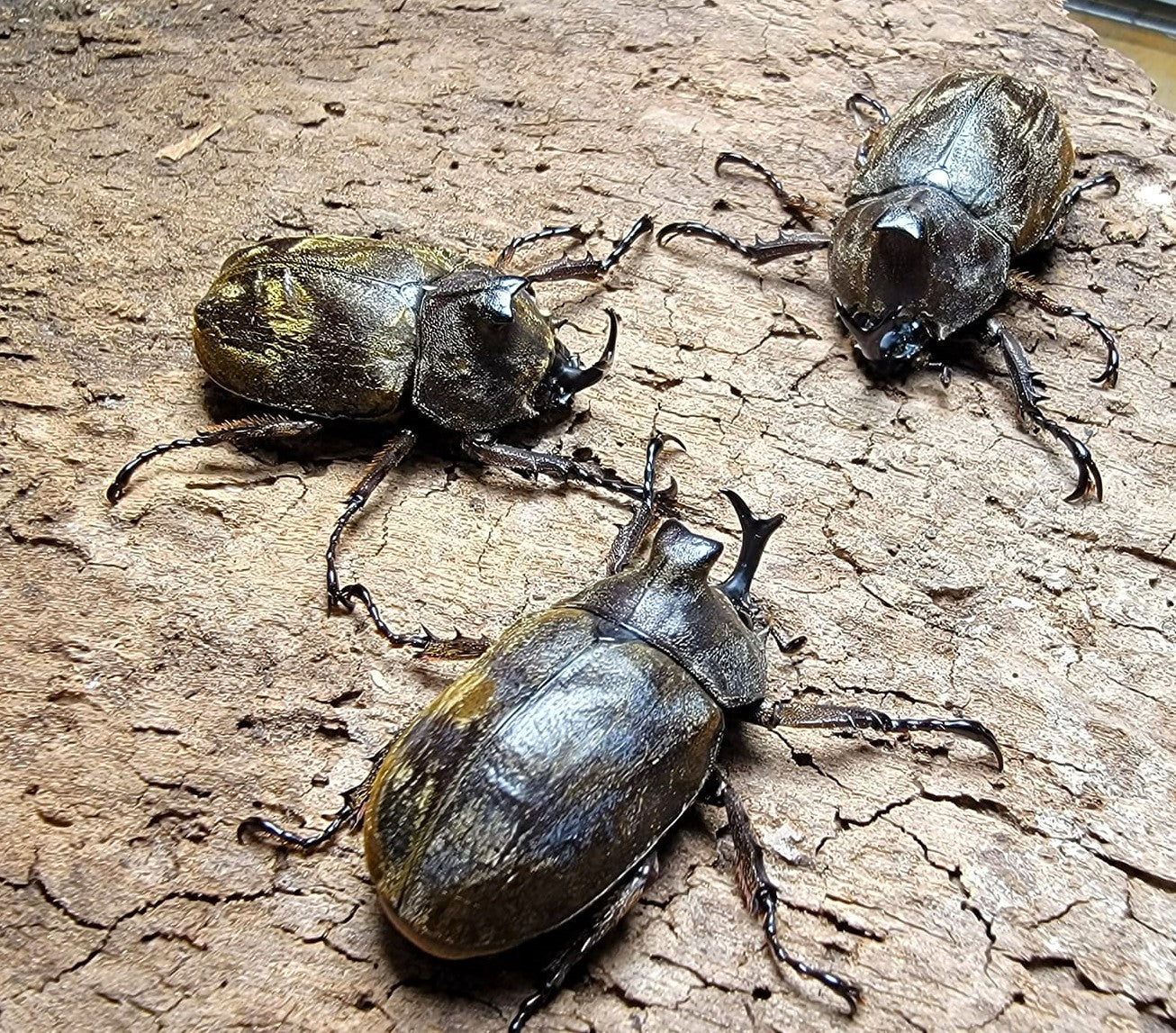 Tempest Rhino Beetle (Allomyrina pfeifferi)