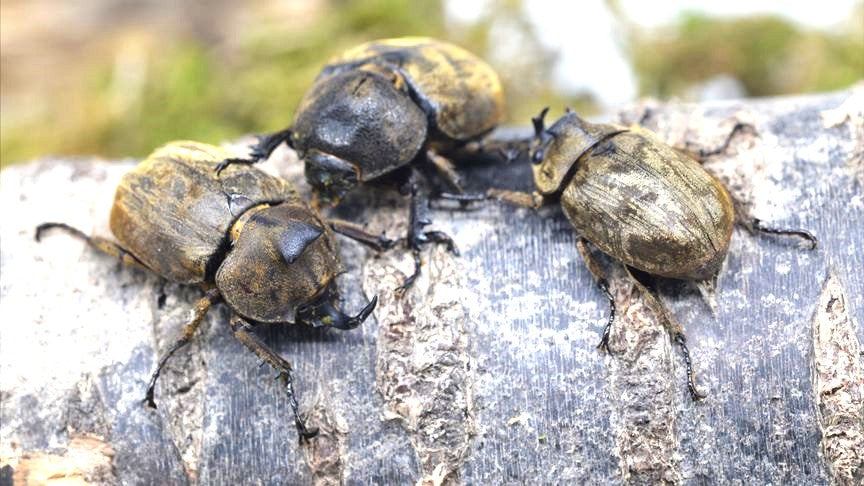 Tempest Rhino Beetle (Allomyrina pfeifferi)