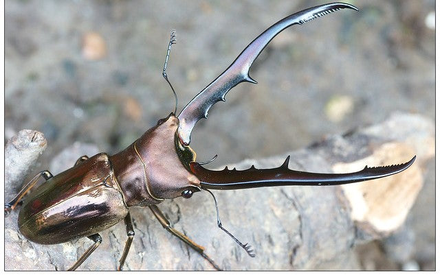 Metallic Stag Beetle (Cyclommatus metallifer finae)