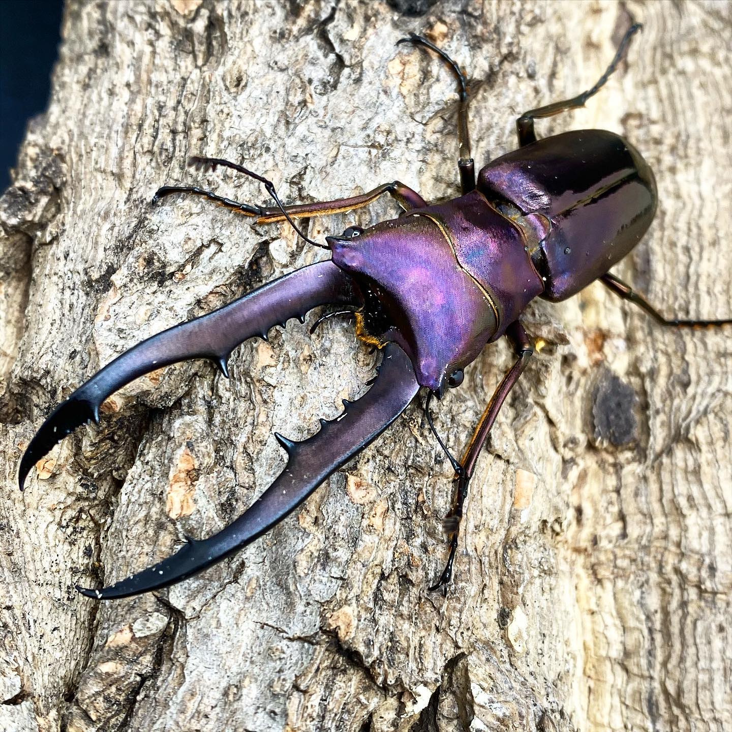 Metallic Stag Beetle (Cyclommatus metallifer finae)
