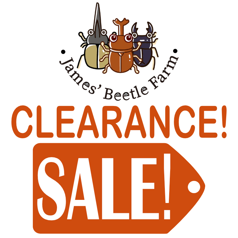 (Sale!) Pachnoda marginata LARVAE x 12 Count