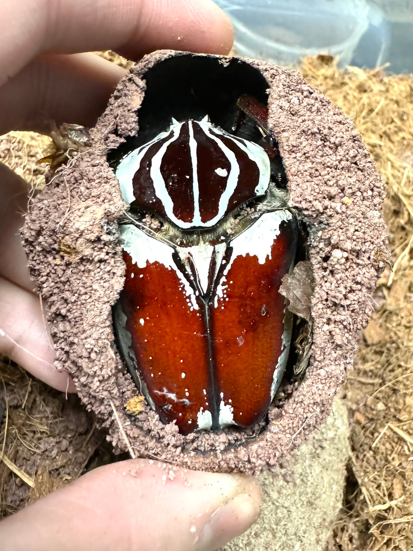 Goliath Beetle Pupation Substrate