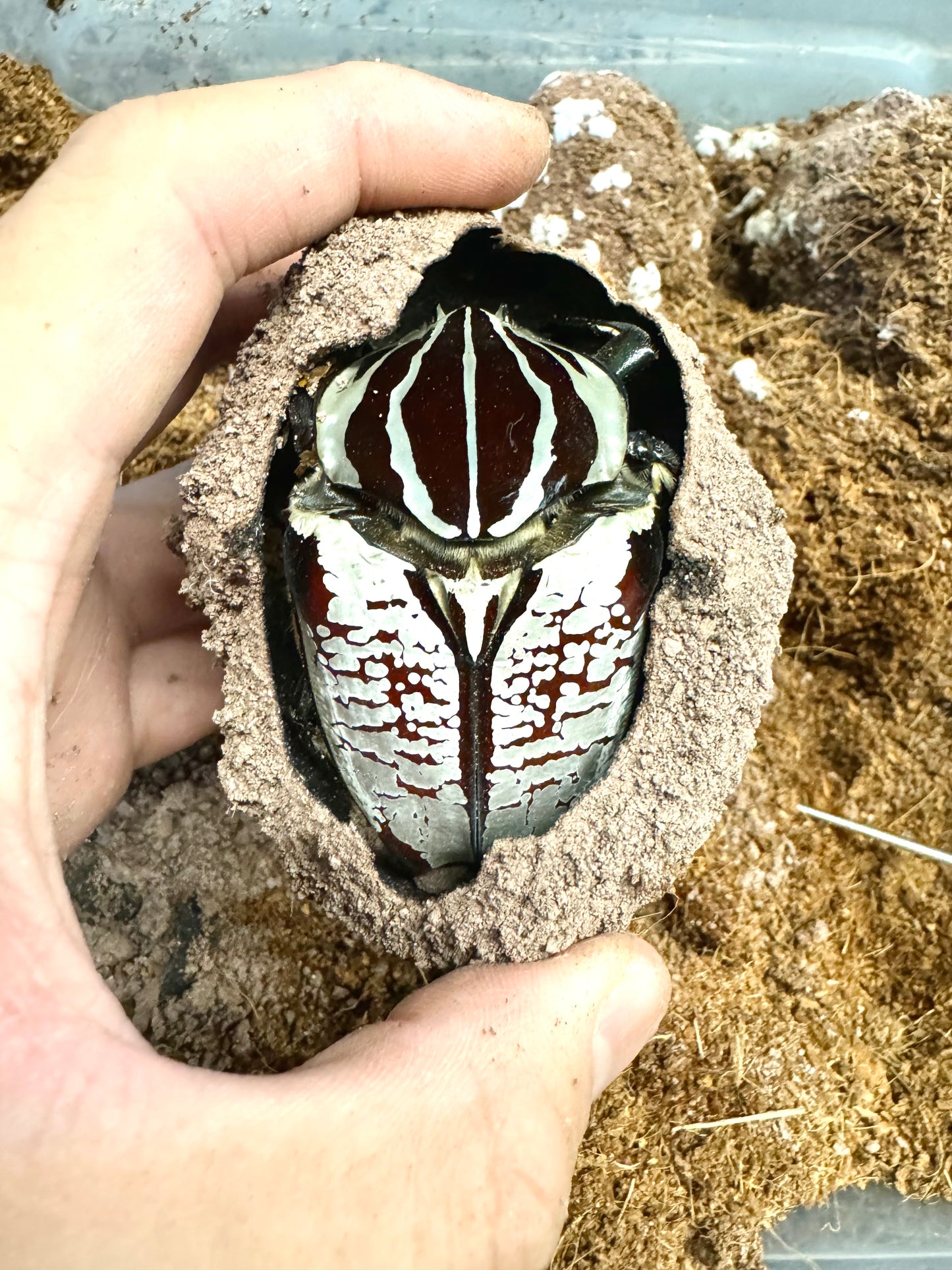 Goliath Beetle Pupation Substrate