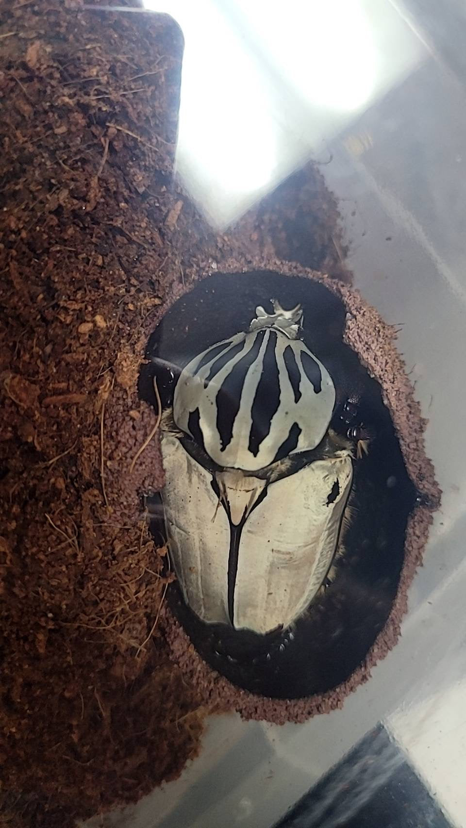 Goliath Beetle Pupation Substrate