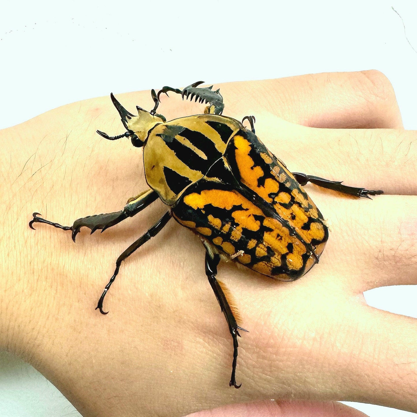 Oberthuri Flower Beetle (Mecynorhina oberthuri)