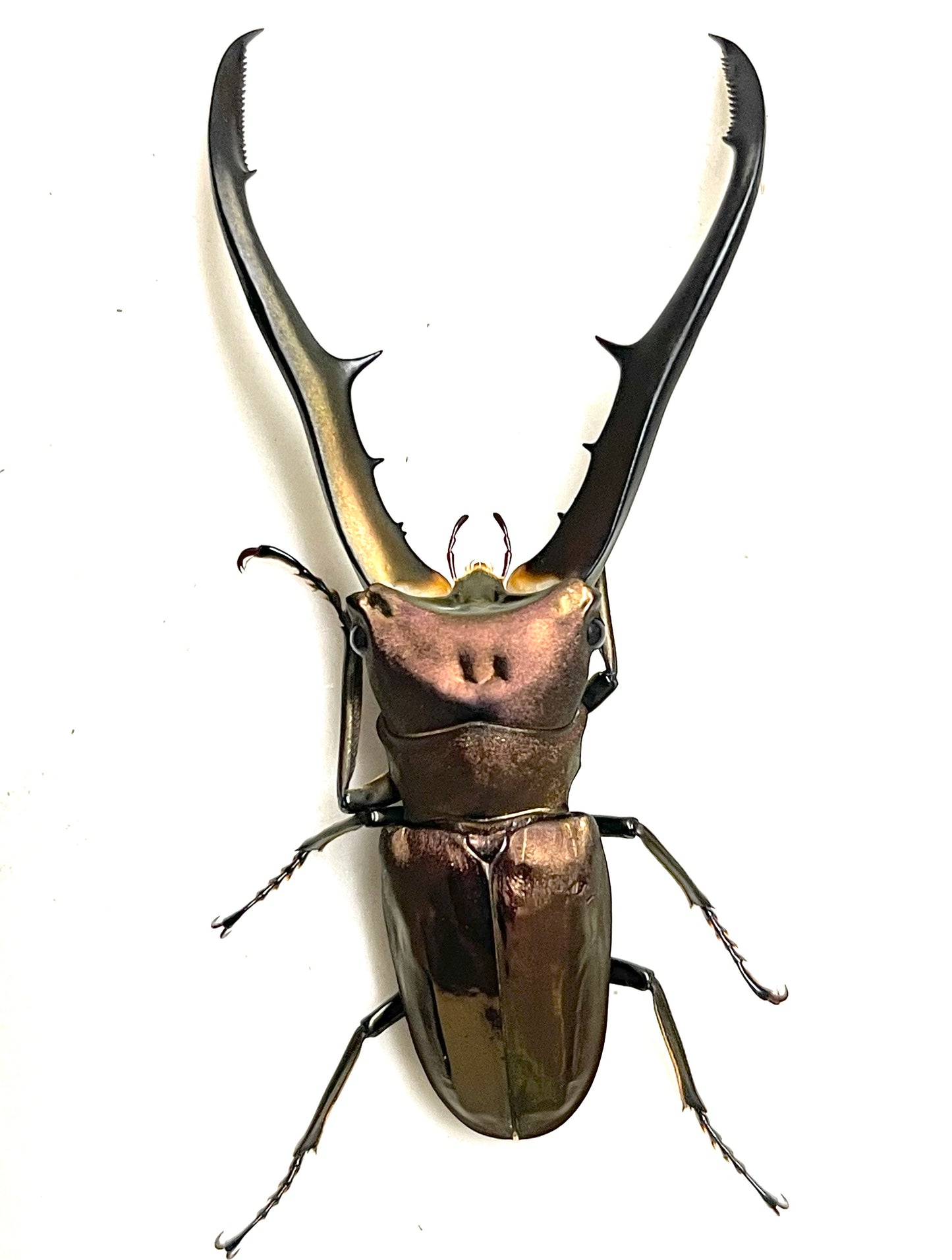 Cyclommatus metallifer finae