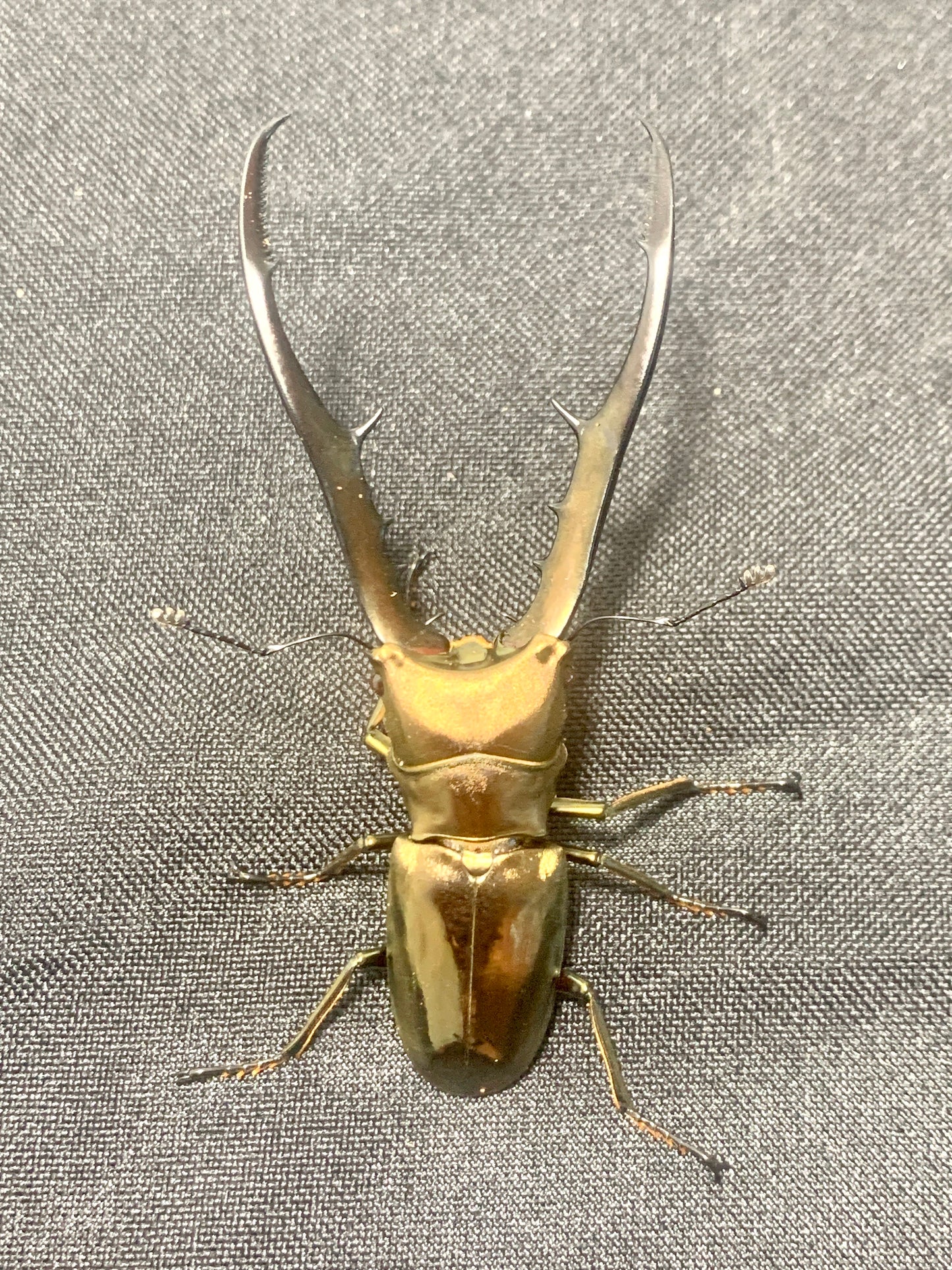 Cyclommatus metallifer finae
