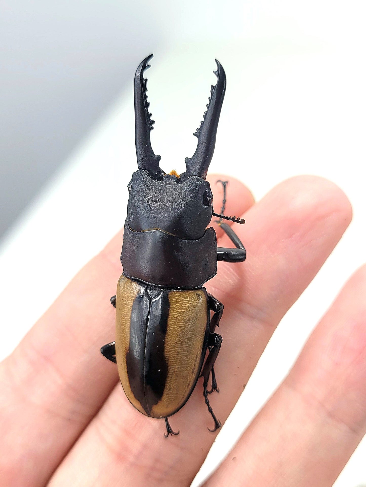 (On Sale!) Prosopocoilus fruhstorferi fruhstorferi