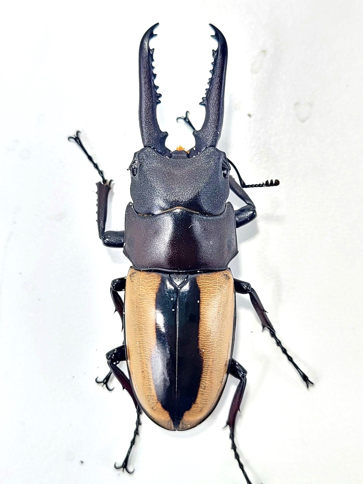 (On Sale!) Prosopocoilus fruhstorferi fruhstorferi