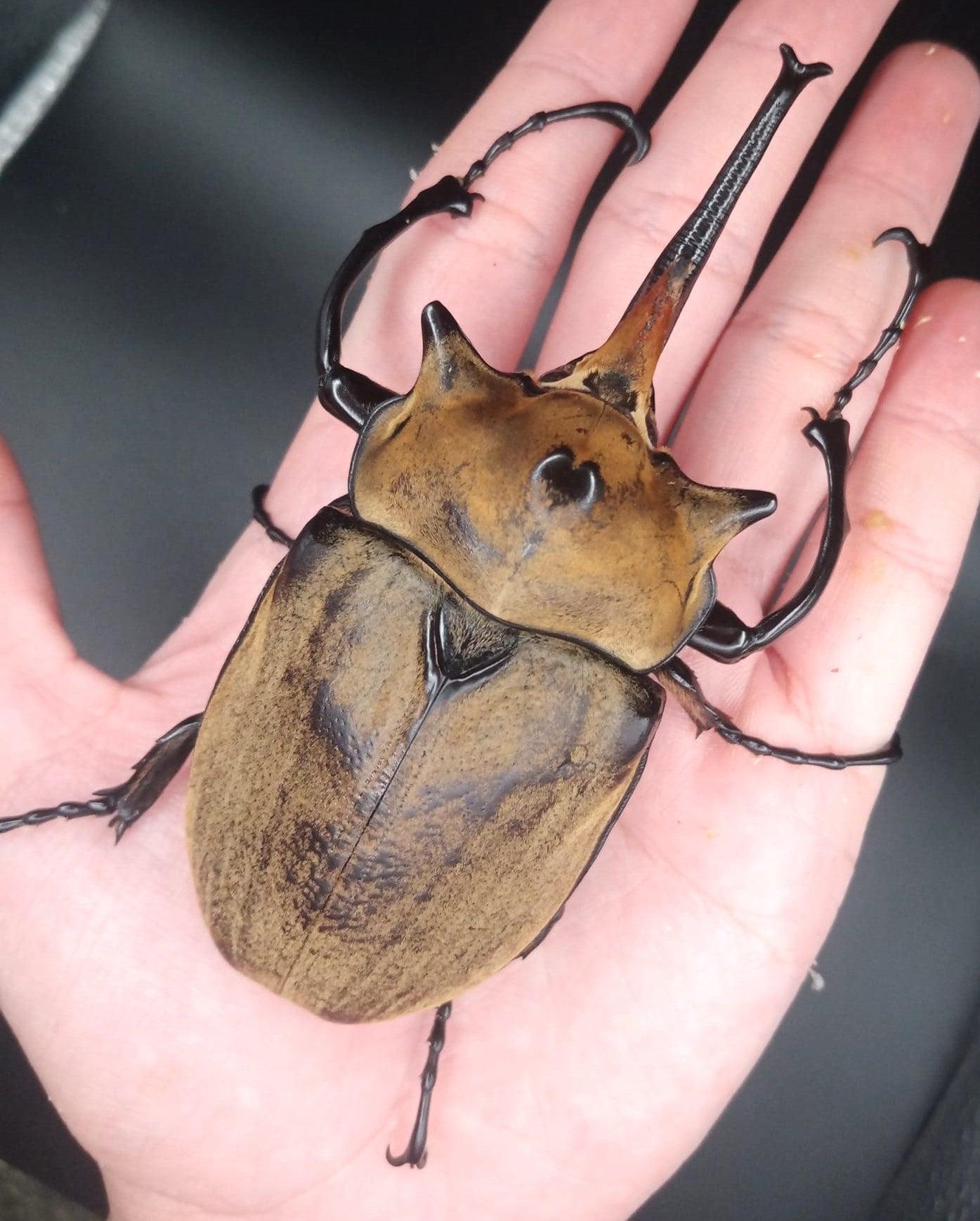 The Elephant Beetle (Megasoma elephas elephas)