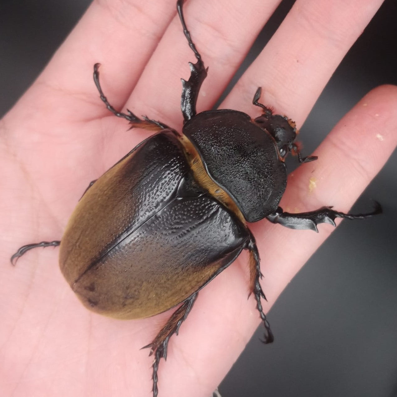 The Elephant Beetle (Megasoma elephas elephas)