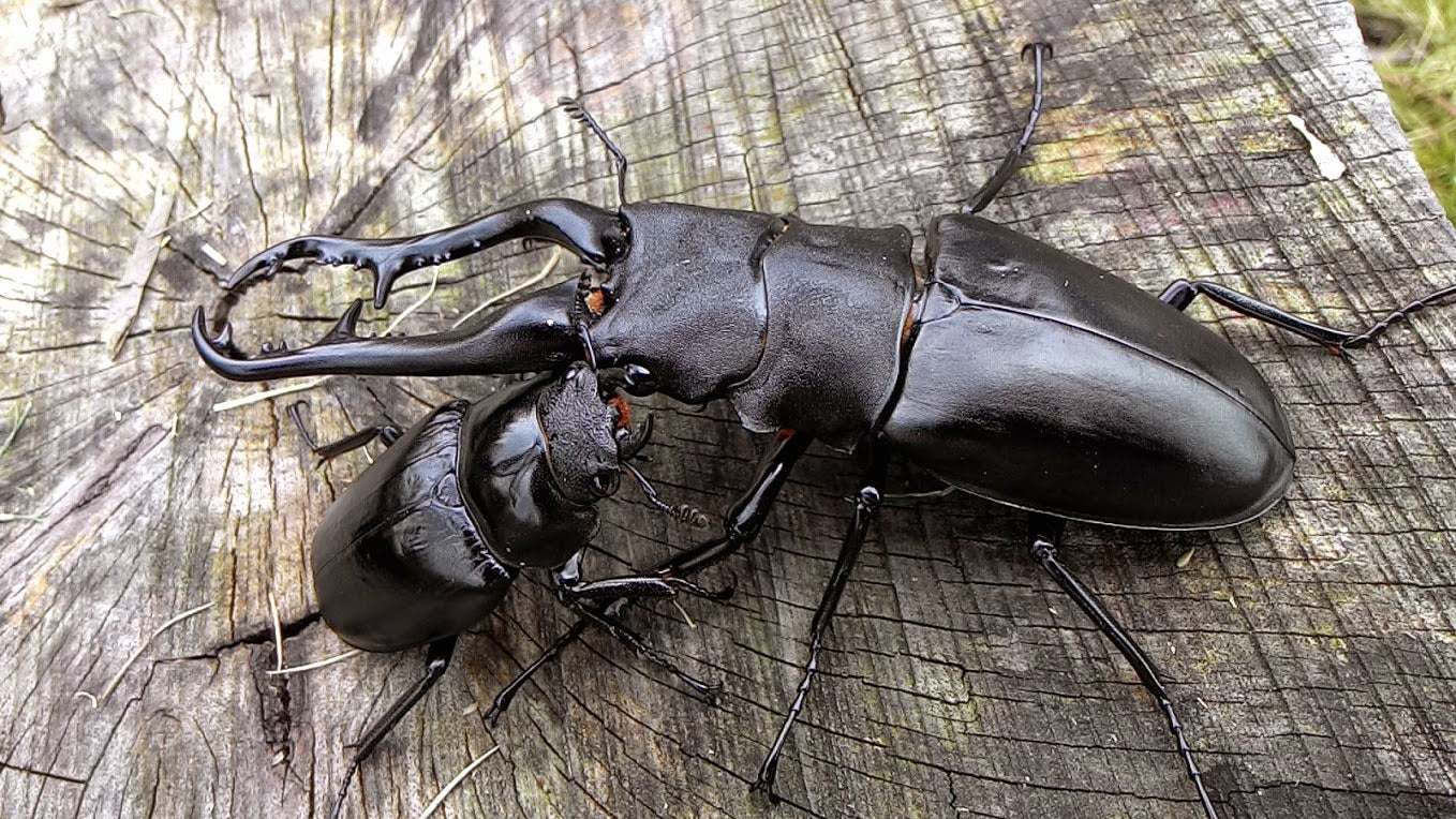 Giraffe Stag Beetle (Prosopocoilus giraffa keisukei) (Auction)