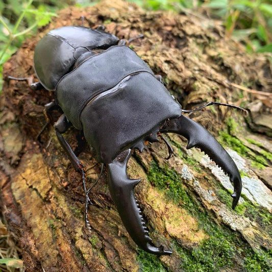 Palawan Stag Beetle (Dorcus titanus palawanicus)