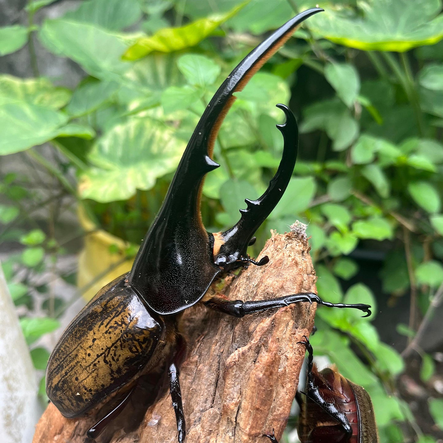 dynastes-hercules-hercules