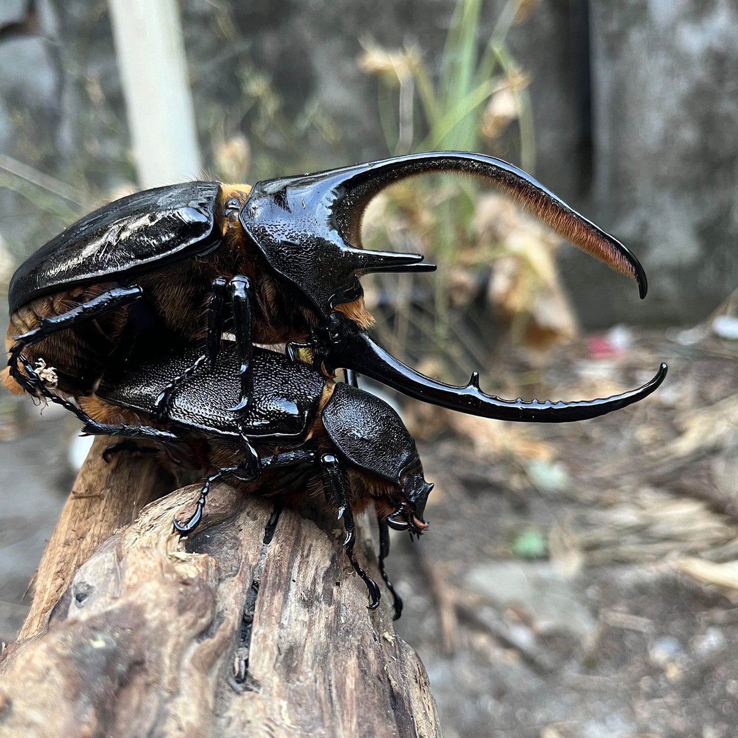 Neptune's Hercules Beetle (Dynastes neptunus)