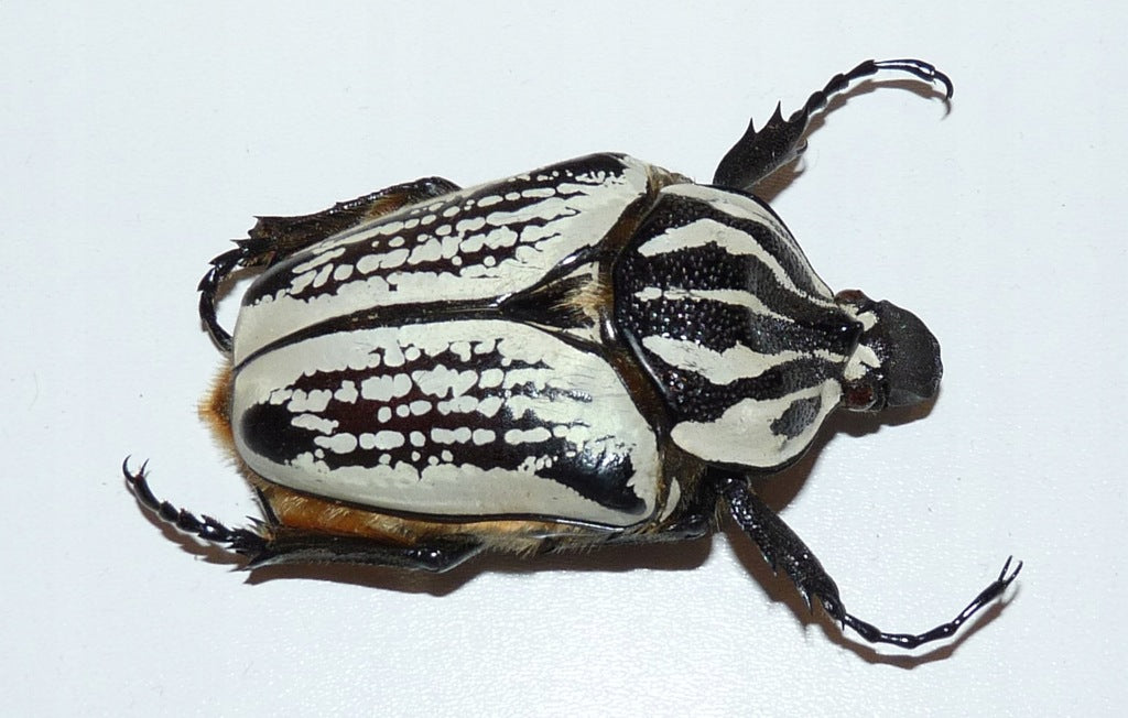 goliathus-orientalis-goliathus-orientalis-preissi
