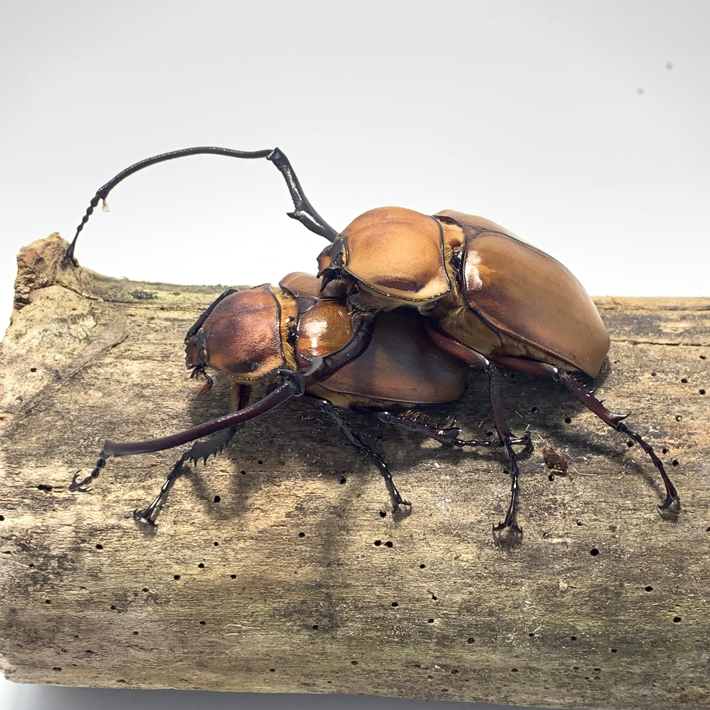 Euchirus longimanus
