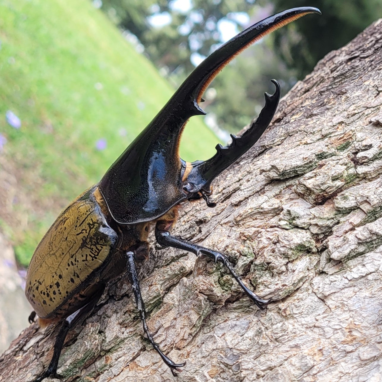Hercules Beetle (Dynastes hercules hercules)
