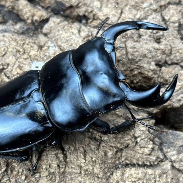 Dorcus antaeus antaeus (North India)