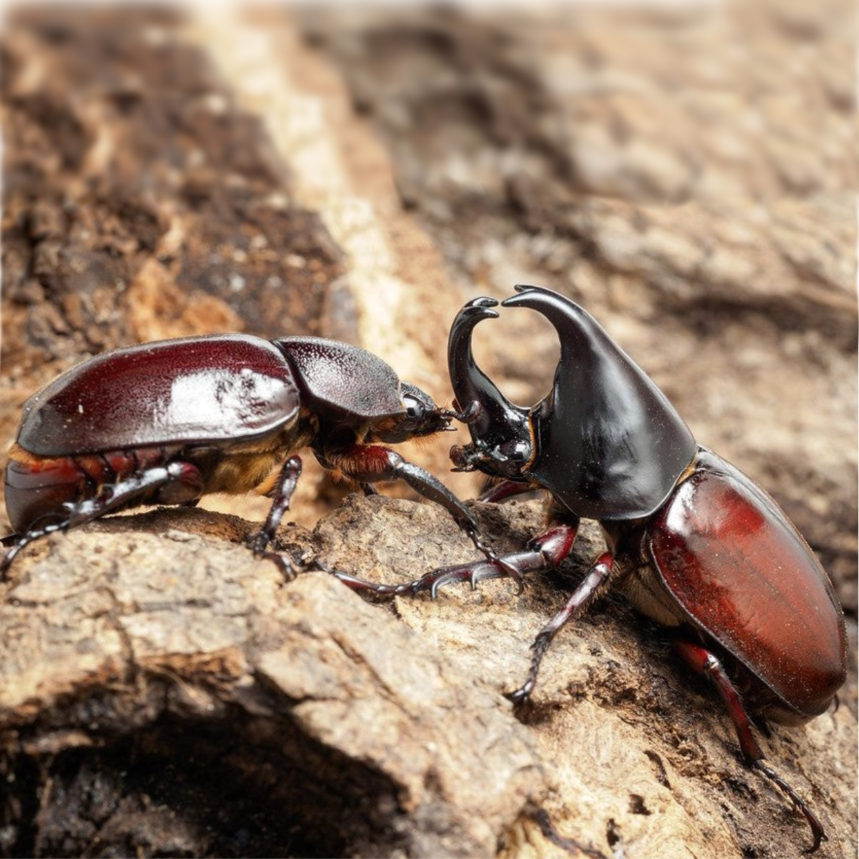 Foreigner Rhino Beetle (Xylotrupes philippinensis peregrinus)