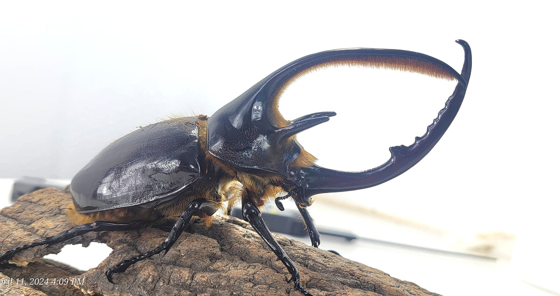 How to Care for Your Newly Emerged Beetle