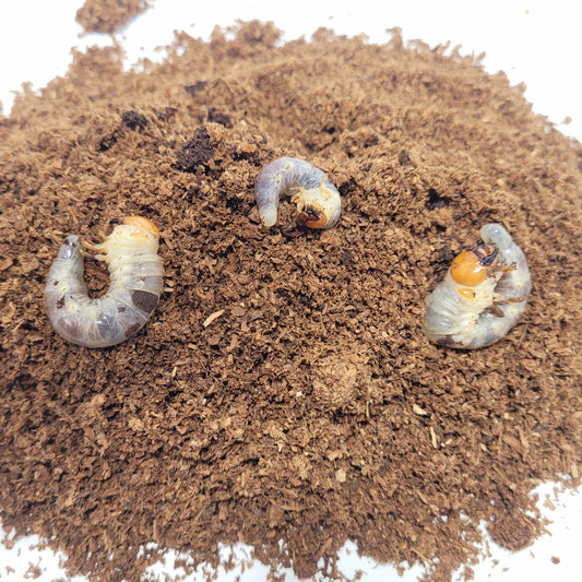 General Beetle Larva Care