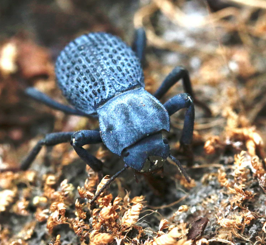 Why the Blue Death Beetle Shines Bright in Any Insect Display