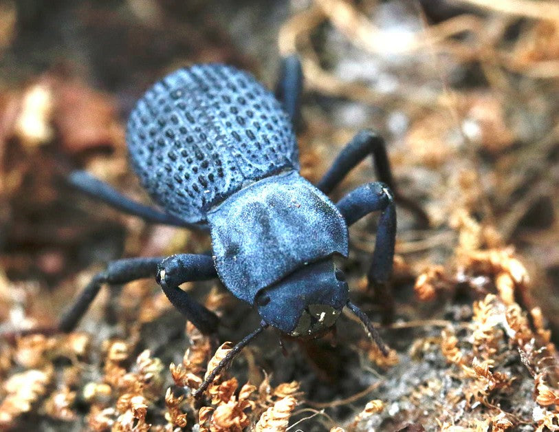 Why Do Blue Death Feigning Beetles Thrive in Desert Style Terrariums?