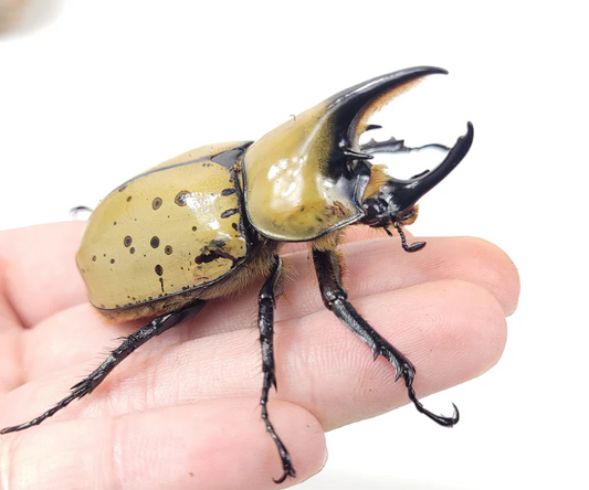 Female Eastern Hercules Beetle: A Fascinating Look at This Giant Insect