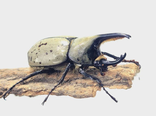 The Silent Strength of the Female Eastern Hercules Beetle