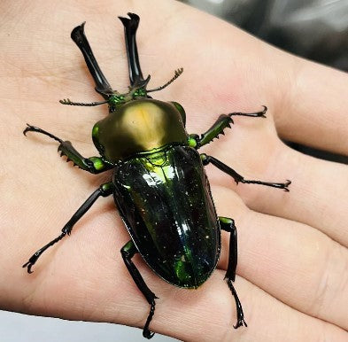 The Allure of the Blue Giant Flower Beetle: A Stunning Addition to Your Collection