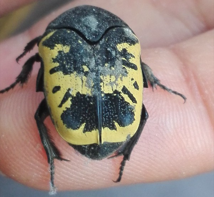 Harlequin Flower Beetles: Stunning Additions to Your Insect Collection