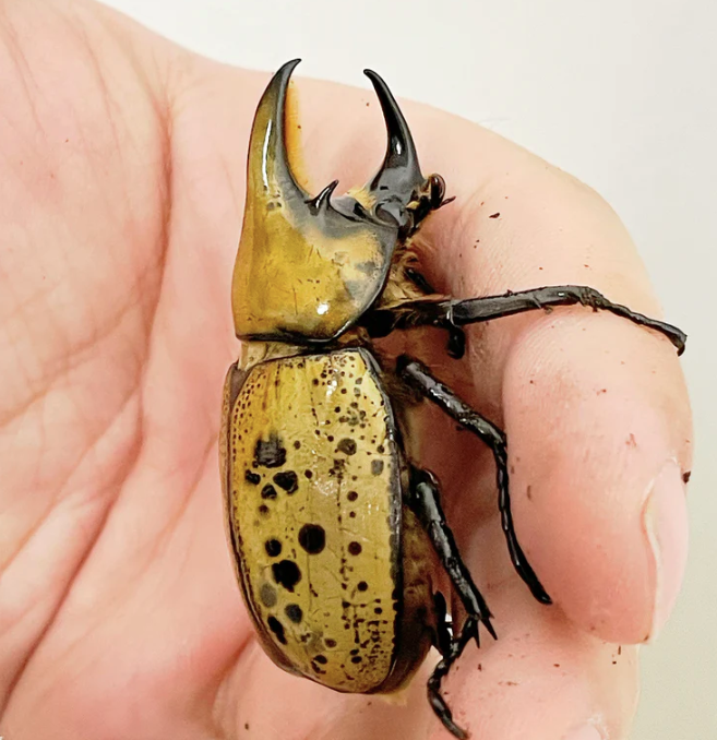 Adding a Dynastes tityus to Your Collection: What You Need to Know