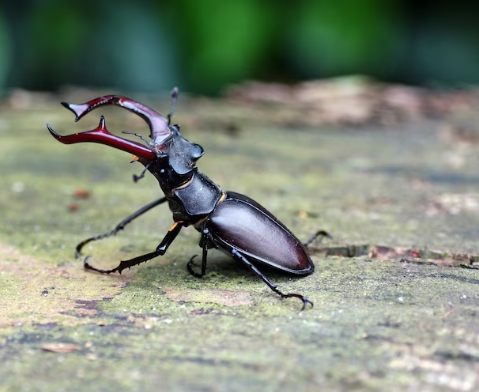 Discover Eastern Hercules Beetle and Stag Beetles | James Beetle Farm ...