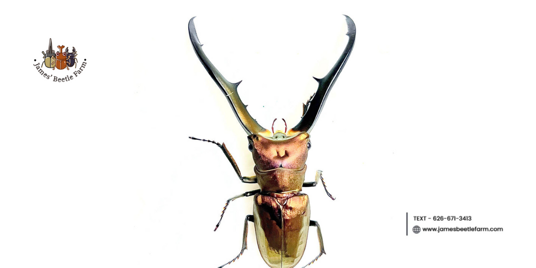 Stag Beetles for Sale Live: Everything You Need to Know