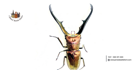 Stag Beetles for Sale Live: Everything You Need to Know