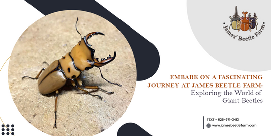 Embark on a Fascinating Journey at James Beetle Farm: Exploring the World of Giant Beetles