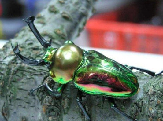 Rainbow Stag Beetle Lifespan and Molting Stages Explained