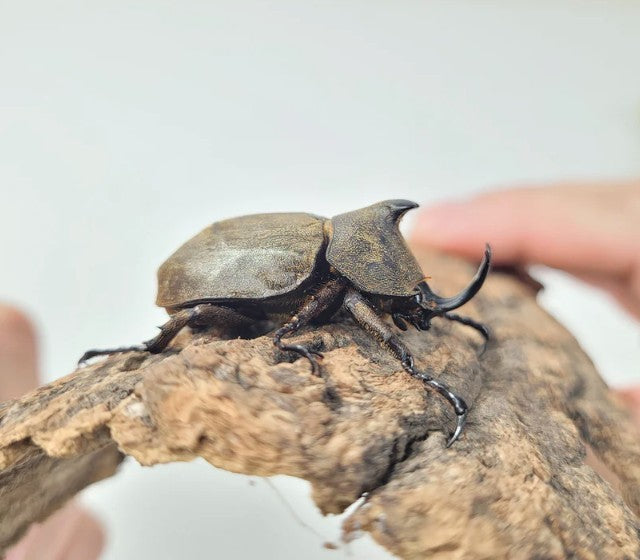 The Rhinoceros Stag Beetle: A Collector’s Favorite for Power and Poise