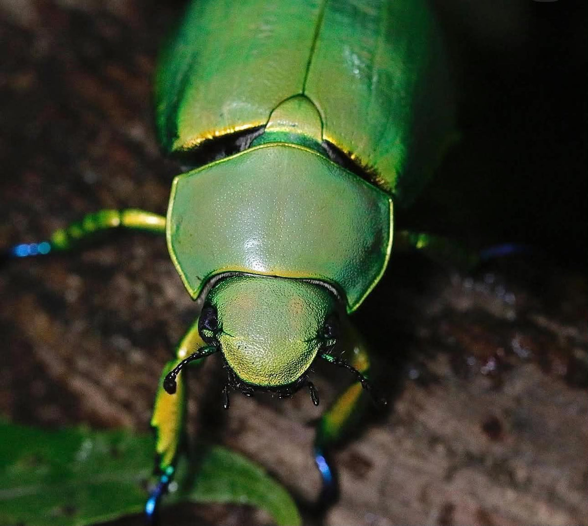 Chrysina woodi