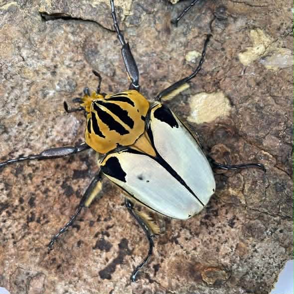 Silverback Goliath Beetle (Goliathus cacicus) – James' Beetle Farm