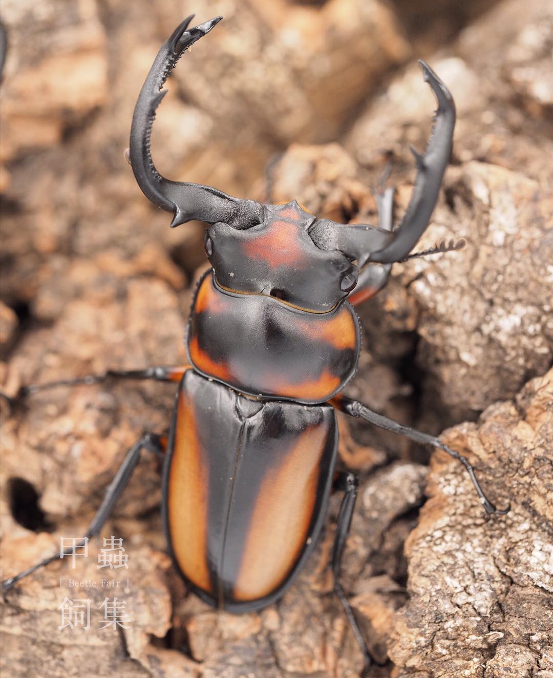 Thai Golden Hart Stag Beetle (Rhaetulus crenatus speciosus)